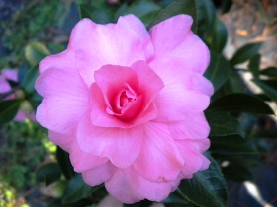 Chansonette, Camellia | Whitney Gardens and Nursery